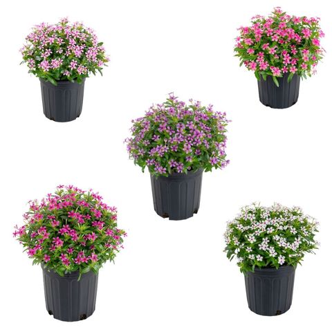 Catharanthus roseus SOIREE KAWAII MIX