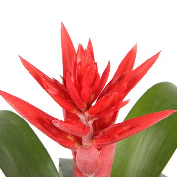 Aechmea 'Могикан'