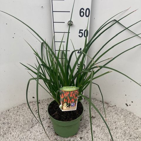 Kniphofia PYROMANIA ORANGE BLAZE