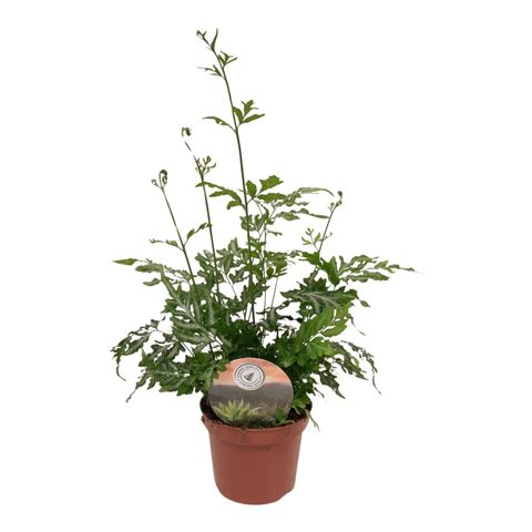 Pteris ensiformis 'Evergemiensis'