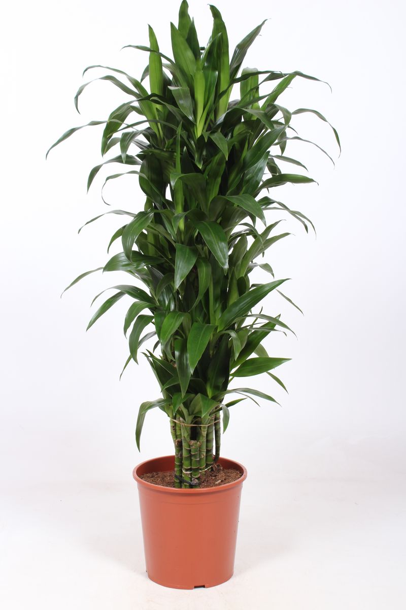 Dracaena fragrans 'Janet Craig' — Plant Wholesale FlorAccess