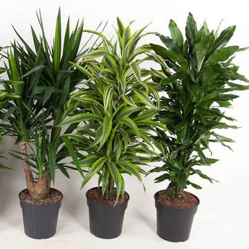 Φυτά εσωτερικού χώρου MIX