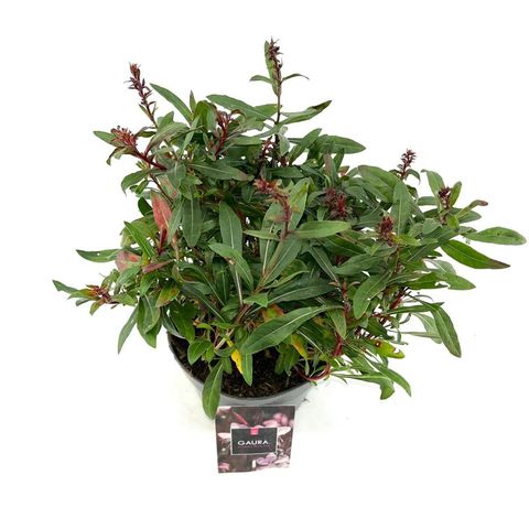 Gaura lindheimeri BABY BUTTERFLY DARK PINK
