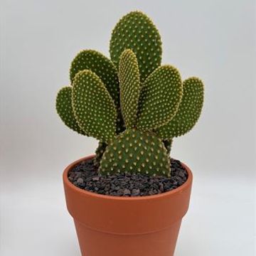 Opuntia microdasys pallida