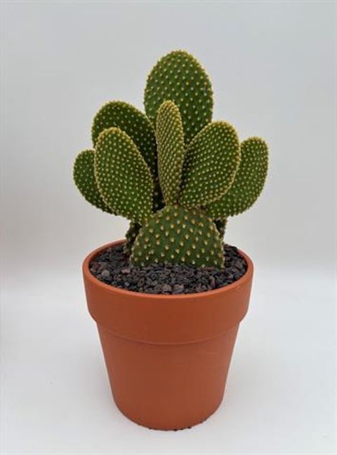 Opuntia microdasys pallida