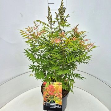 Sorbaria sorbifolia 'Sem'