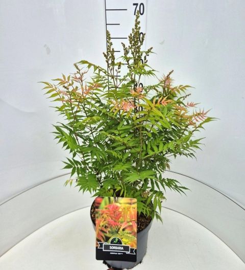 Sorbaria sorbifolia 'Sem'