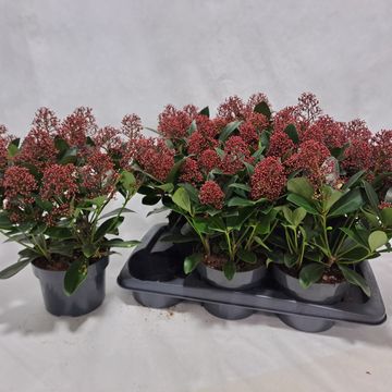 Skimmia japonica 'Rubella'
