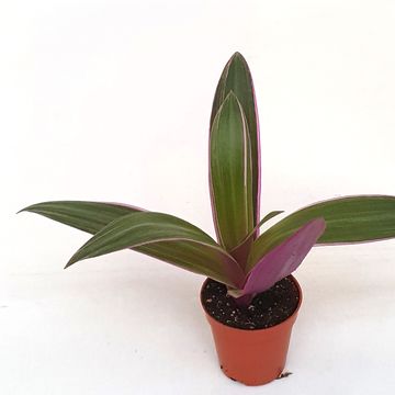 Tradescantia spathacea SITARA