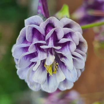 Aquilegia vulgaris 'Blue Barlow'