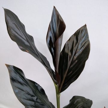 Zingiber malaysianum CHOCOLATE