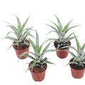 Tillandsia oerstediana