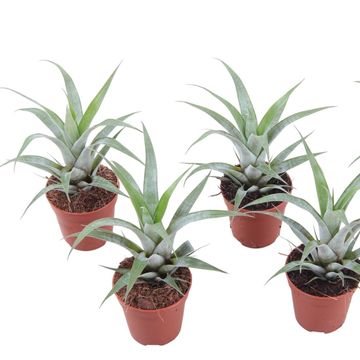 Tillandsia oerstediana