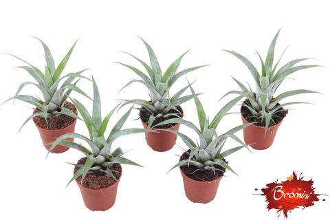 Tillandsia oerstediana