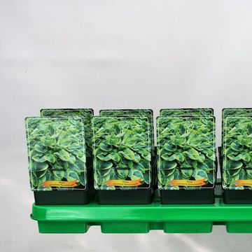 Hosta 'Tokudama Flavocircinalis'