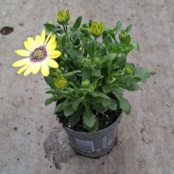 Osteospermum FLOWERPOWER PURPLE SUN