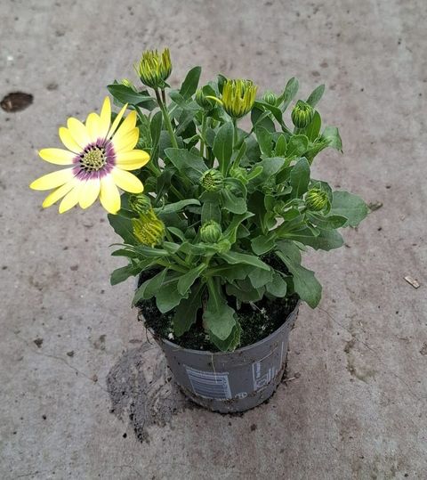 Osteospermum FLOWERPOWER PURPLE SUN