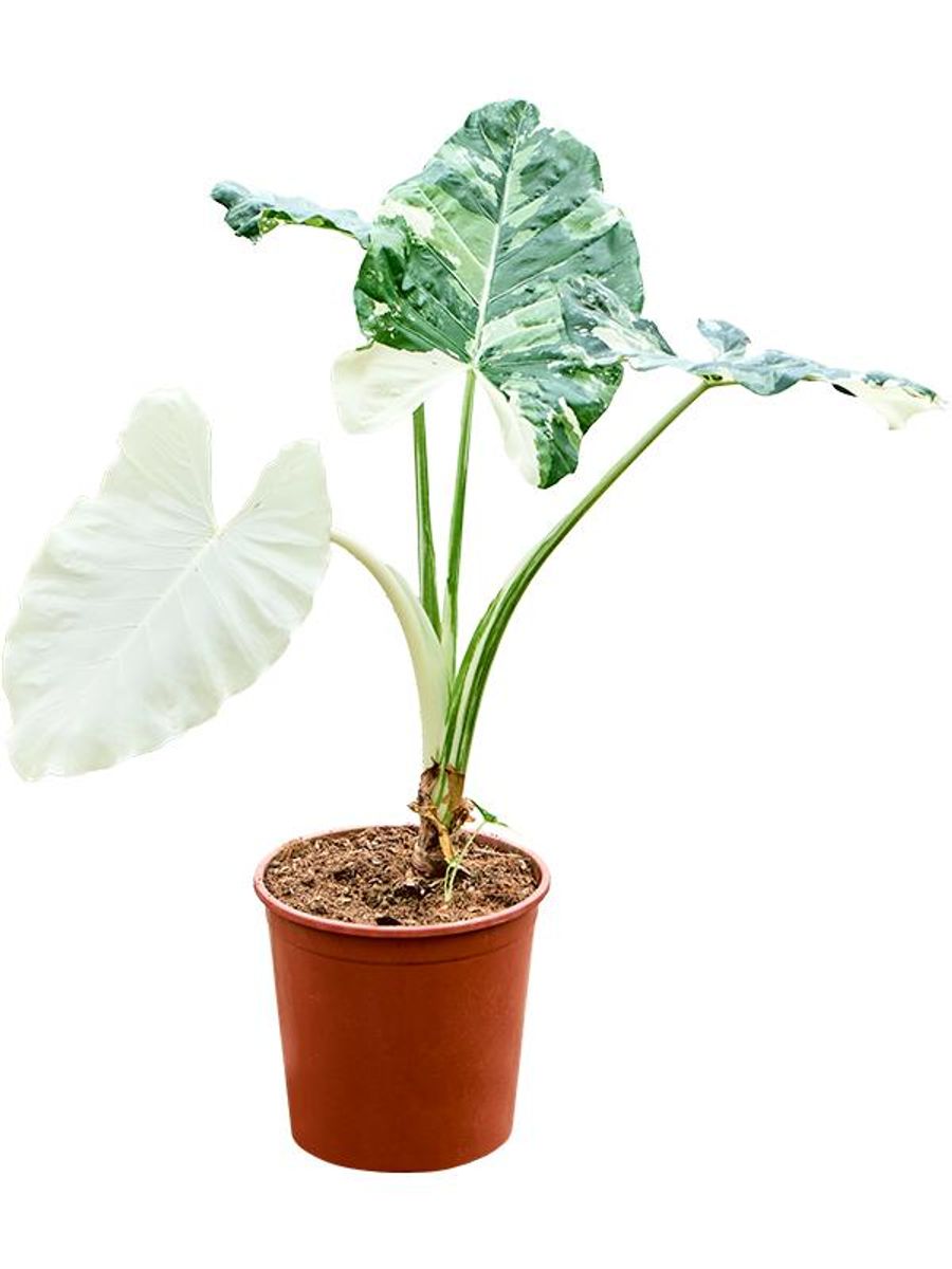 alocasia scalprum variegata Alocasia scalprum variegated main image 0