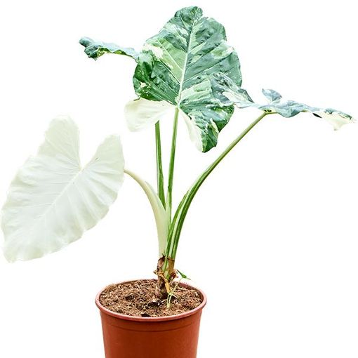 Alocasia macrorrhizos 'Variegata'