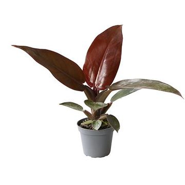 Filodendron 'Red Sun'