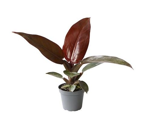 Philodendron 'Red Sun'
