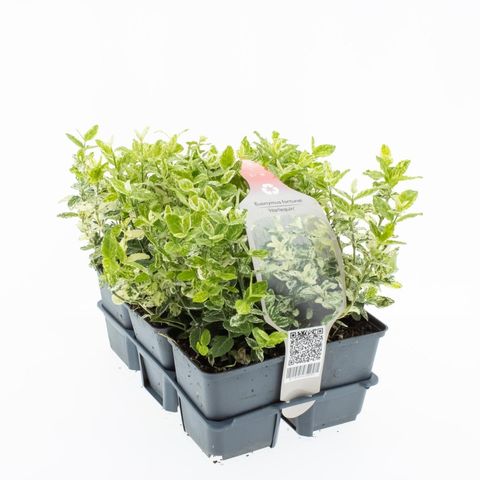 Euonymus fortunei 'Harlequin'