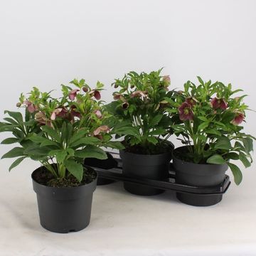 Helleborus orientalis 'Victoria'