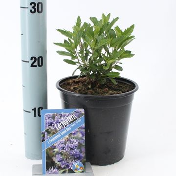 Caryopteris x clandonensis GRAND BLEU