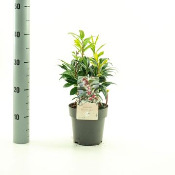 Sarcococca hookeriana WINTER GEM