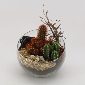 Arrangement Cactus Essentials