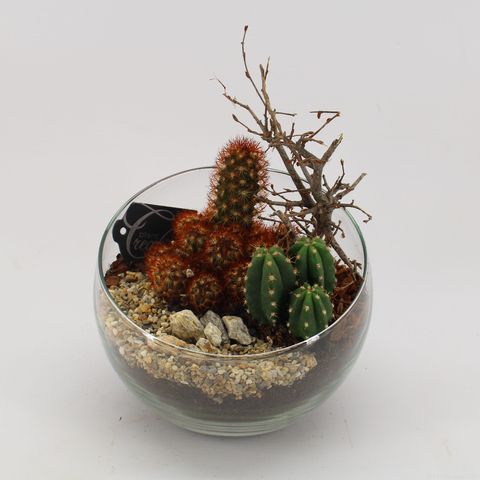 Arrangement Cactus Essentials