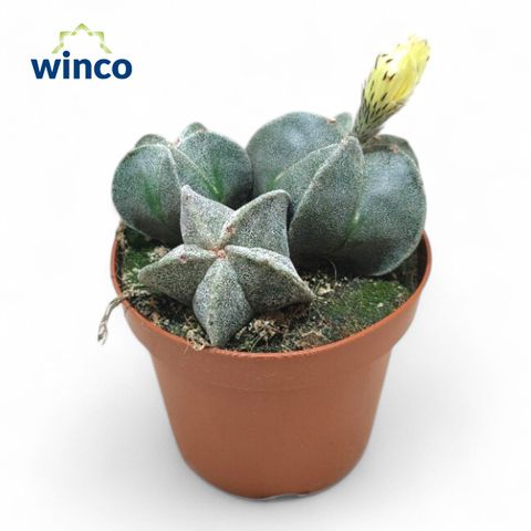 Astrophytum myriostigma