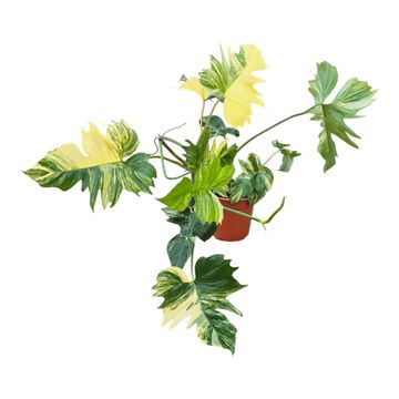 Philodendron FLORIDA BEAUTY x P. mayoi