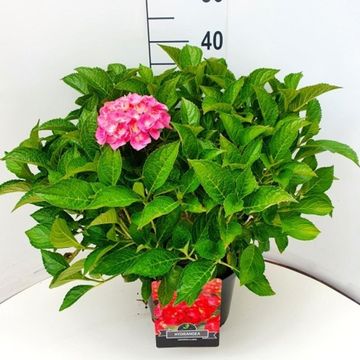 Hydrangea macrophylla 'Sibilla'