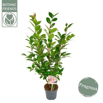 Camellia 'High Fragrance'