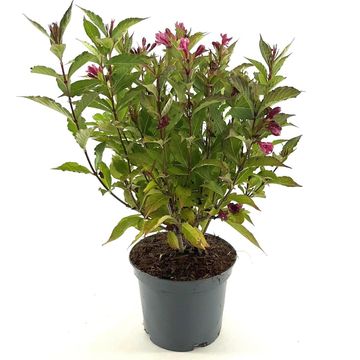 Weigela BIG LOVE