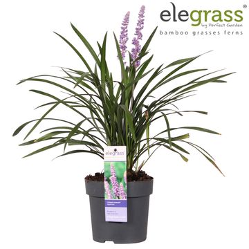 Liriope muscari 'Ingwersen'