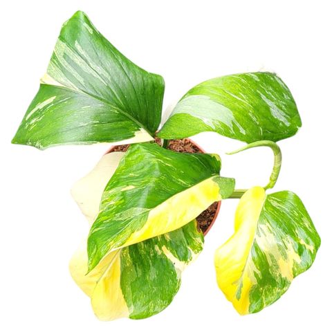Monstera lechleriana 'Variegata'