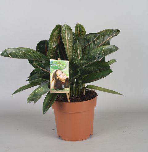 Aglaonema 'Pink Moon'