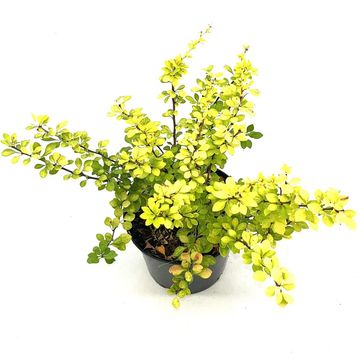 Berberis thunbergii 'Aurea'