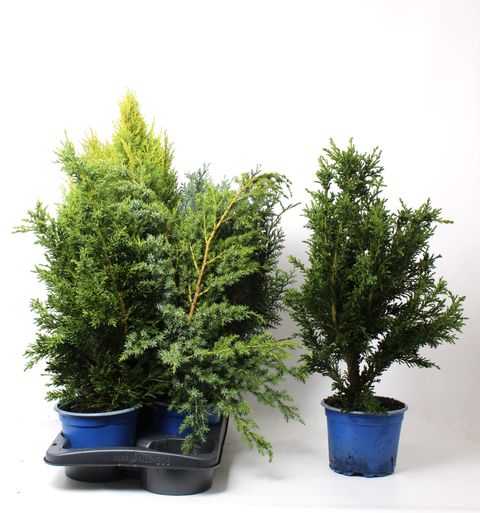 Conifers MIX