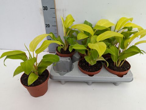 Philodendron 'Malay Gold'