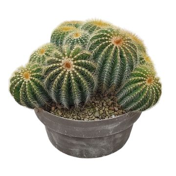 Notocactus magnificus