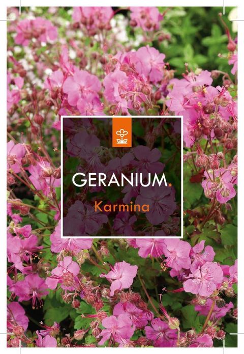 Geranium x cantabrigiense 'Karmina'