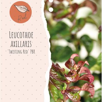 Leucothoe axillaris TWISTING RED