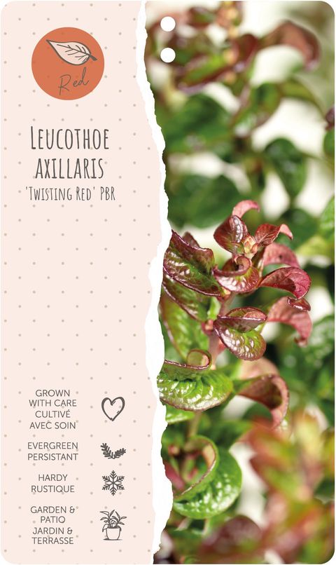 Leucothoe axillaris TWISTING RED