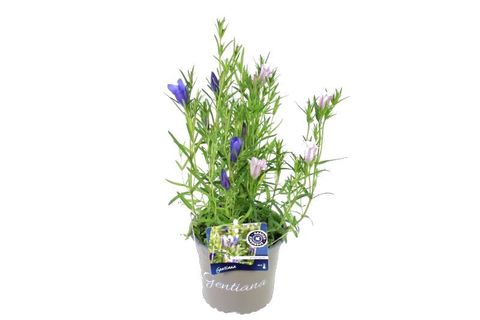 Gentiana pneumonanthe