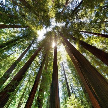 Sequoia sempervirens 'Adpressa'