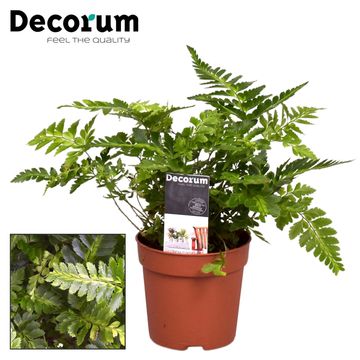 Rumohra adiantiformis