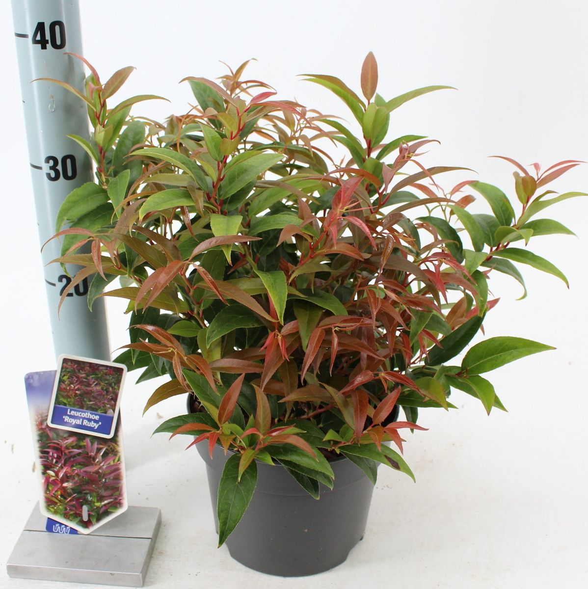 Leucothoe keiskei 'Royal Ruby' — Plant Wholesale FlorAccess